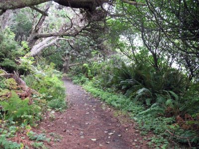 Trail at Patrick's Point State Park