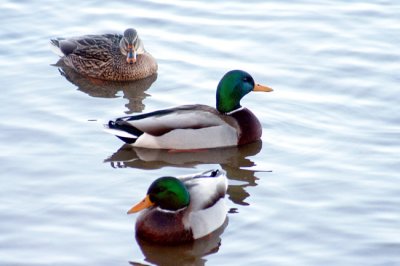 Local quackers