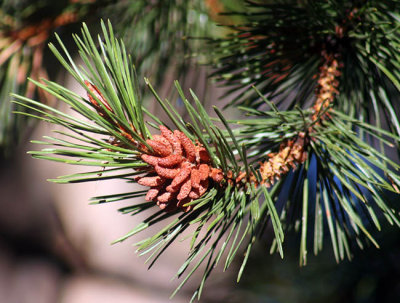 Future pine cones