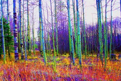 Colorized birch trees