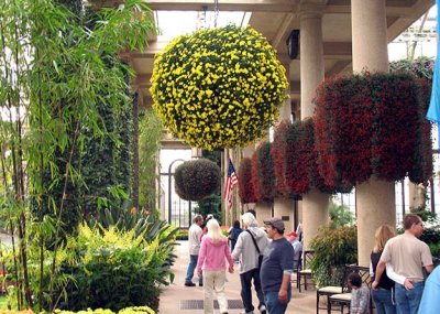 Entrance to atrium - Hanging Chrysanthemum baskets