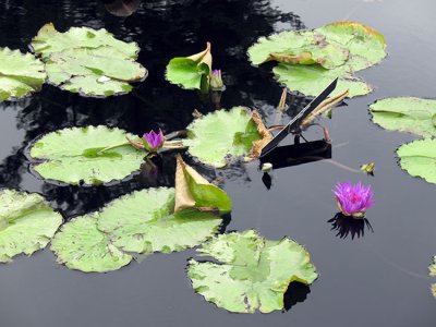 Lily Pads - were gorgeous
