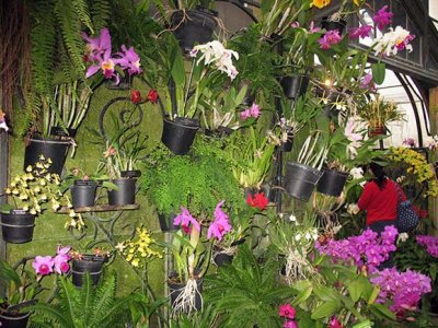 Wall of Orchids