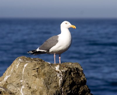 Resident gull