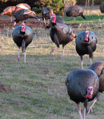 Turkeys at dusk, Fort Bragg
