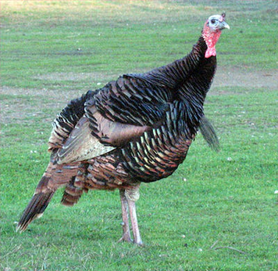 Resident turkey