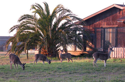 Deer at dusk, Fort Bragg
