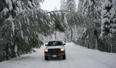 Tree is really feeling the weight of the snow - that's my truck