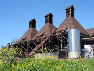 Hop Kiln in bloom