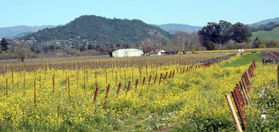 Mustard field at De La Montanya