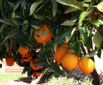 A perfect orange tree at Pezzi King