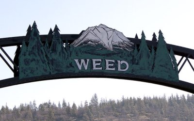 Welcome to Weed