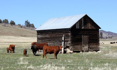 Happy cows