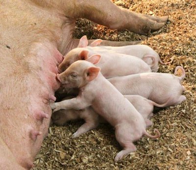 Piglets