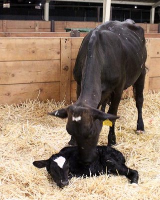 Cow and one-hour old calf