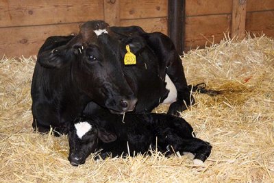 Cow and one-hour old calf