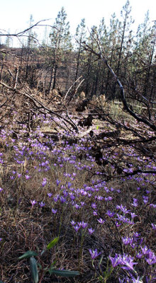 New life appears amid burnt-out area of Jordan Hill Road, just west of Concow