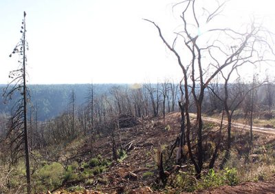 Burnt-out area of Jordan Hill Road, just west of Concow