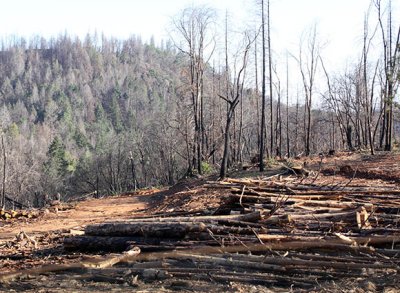 Bulldozed fire-damaged trees,Jordan Hill Road, just west of Concow