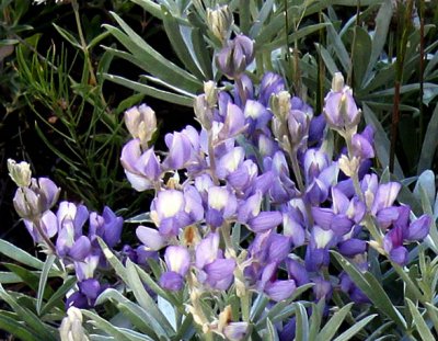 Mountain flowers