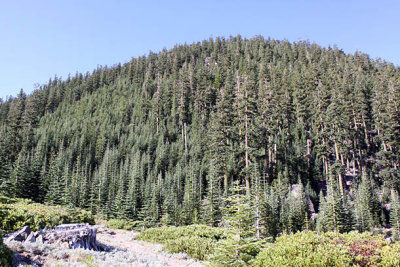 Mt. Shasta Wilderness trail