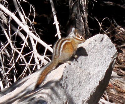 Resident chipmunk