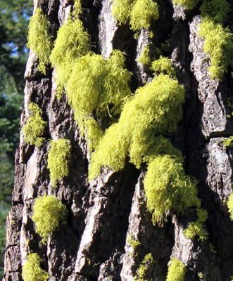 Healthy moss