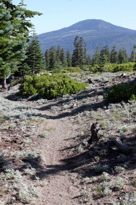 Mt. Shasta Wilderness trail