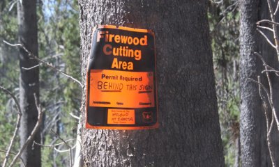 Cutting trees here for firewood IS LEGAL