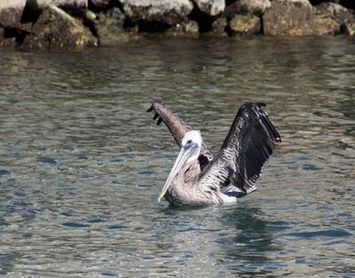 Cabo pelican