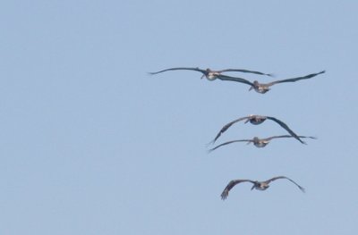 Local pelicans