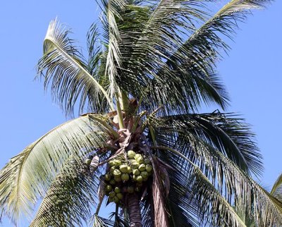 Coconuts