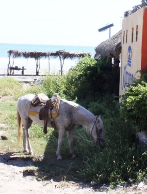 Horse and old Corona ad