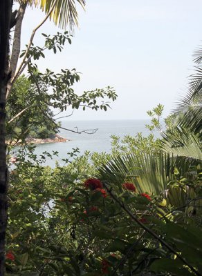 View from the tropical forest