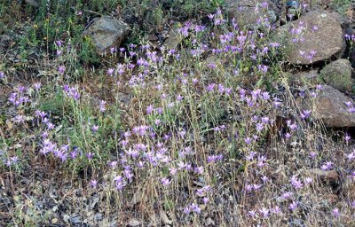 Wildflowers along the way