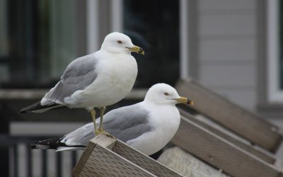 Sea gulls at Humboldt Bay, Eureka