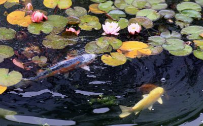 Garden pond at our hotel