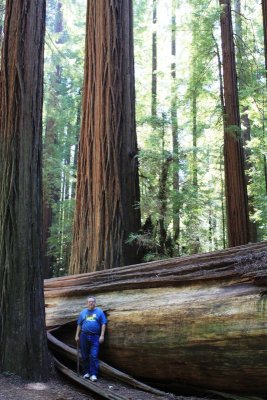 Alan and the redwoods