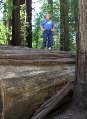 Alan on a fallen redwood
