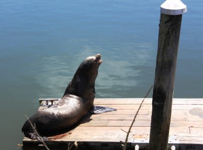 Resident sea lion at Noyo Harbor