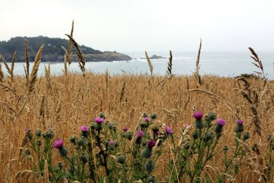 Mendocino headlands