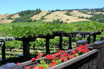 Greenwood Ridge Vineyards, near Philo, Mendocino County