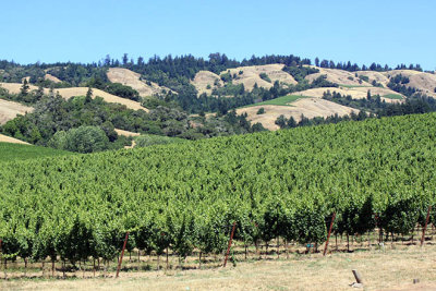 Greenwood Ridge Vineyards, near Philo, Mendocino County