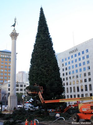 Christmas Tree at Union Square; lighting to follow in two weeks