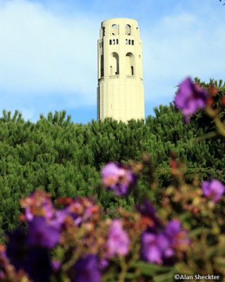 Coit Tower from Washington Square Park