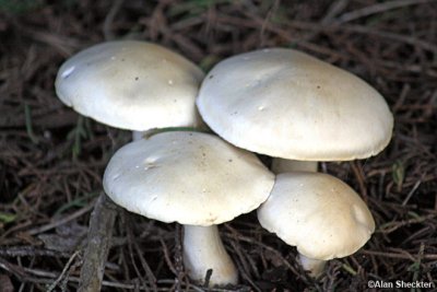 Mushrooms along Belinda Point Trail