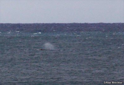 Winter Whale migration