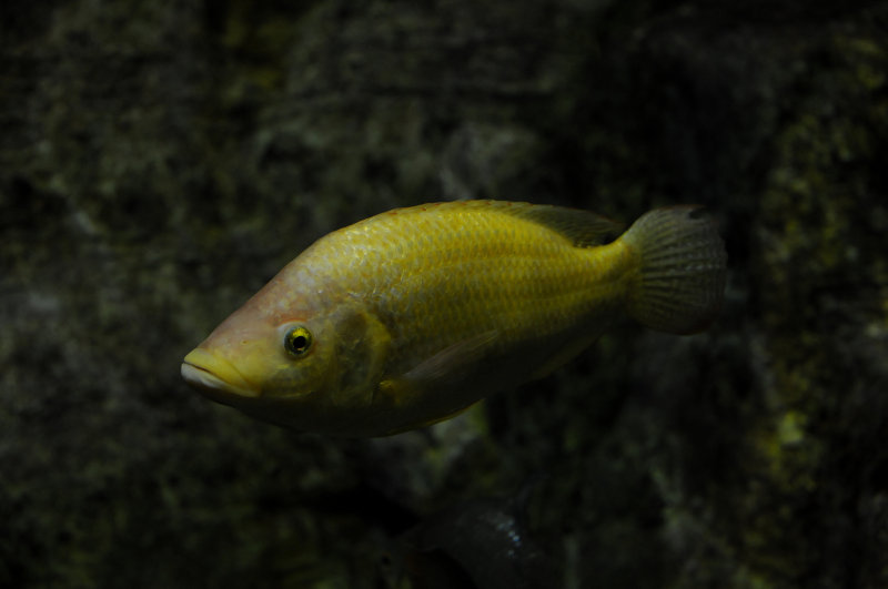 DSC_2173ret.JPG