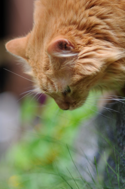DSC_4433.JPG