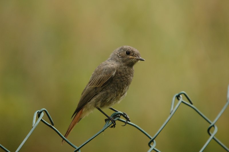 DSC_1125.JPG